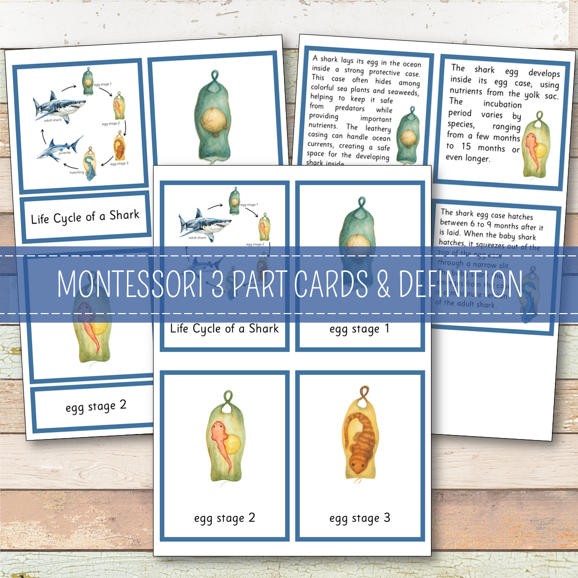 Shark Life Cycle Montessori Inspired
