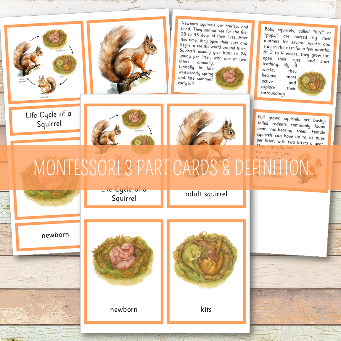 Squirrel Life Cycle Montessori Inspired