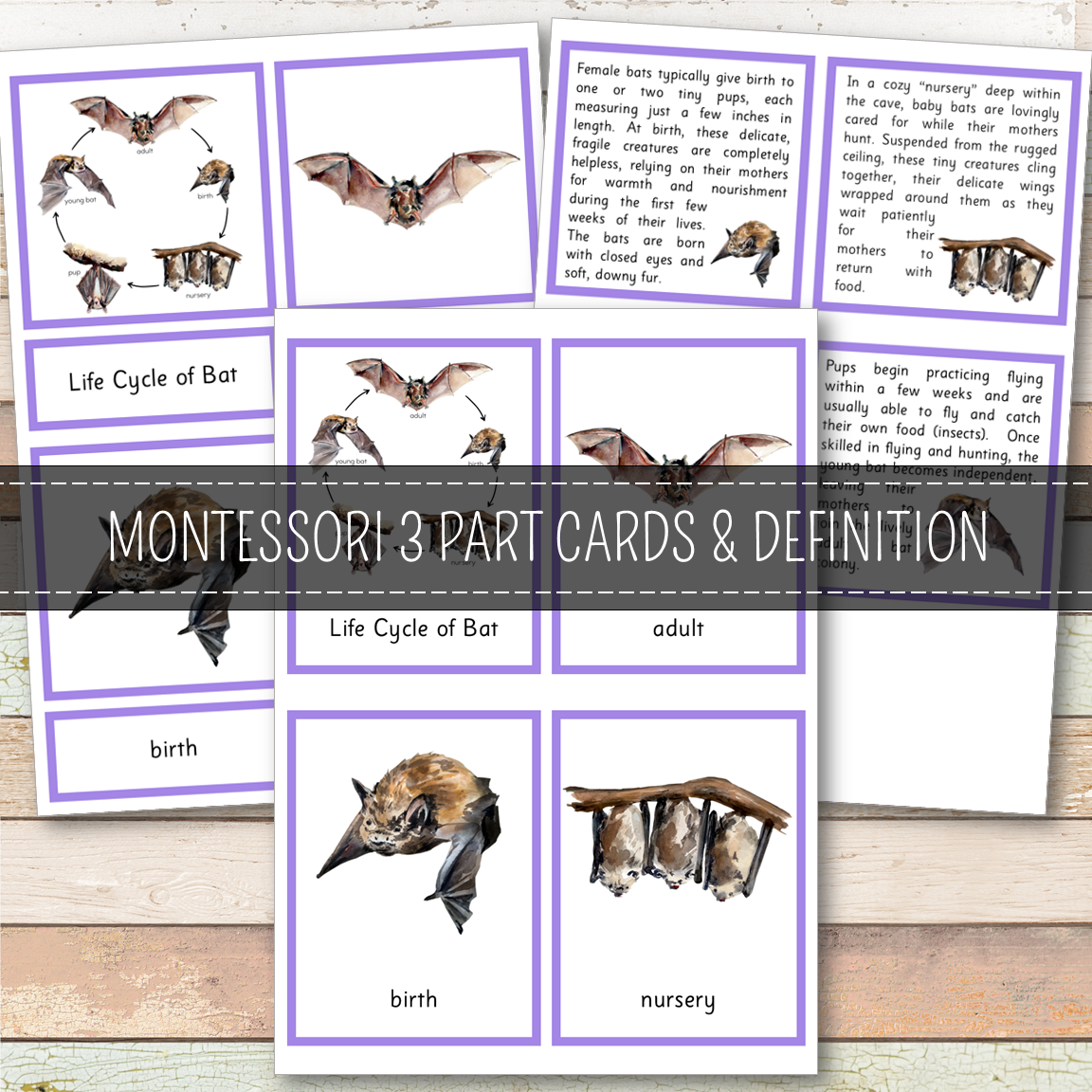 Bat Life Cycle Montessori Inspired