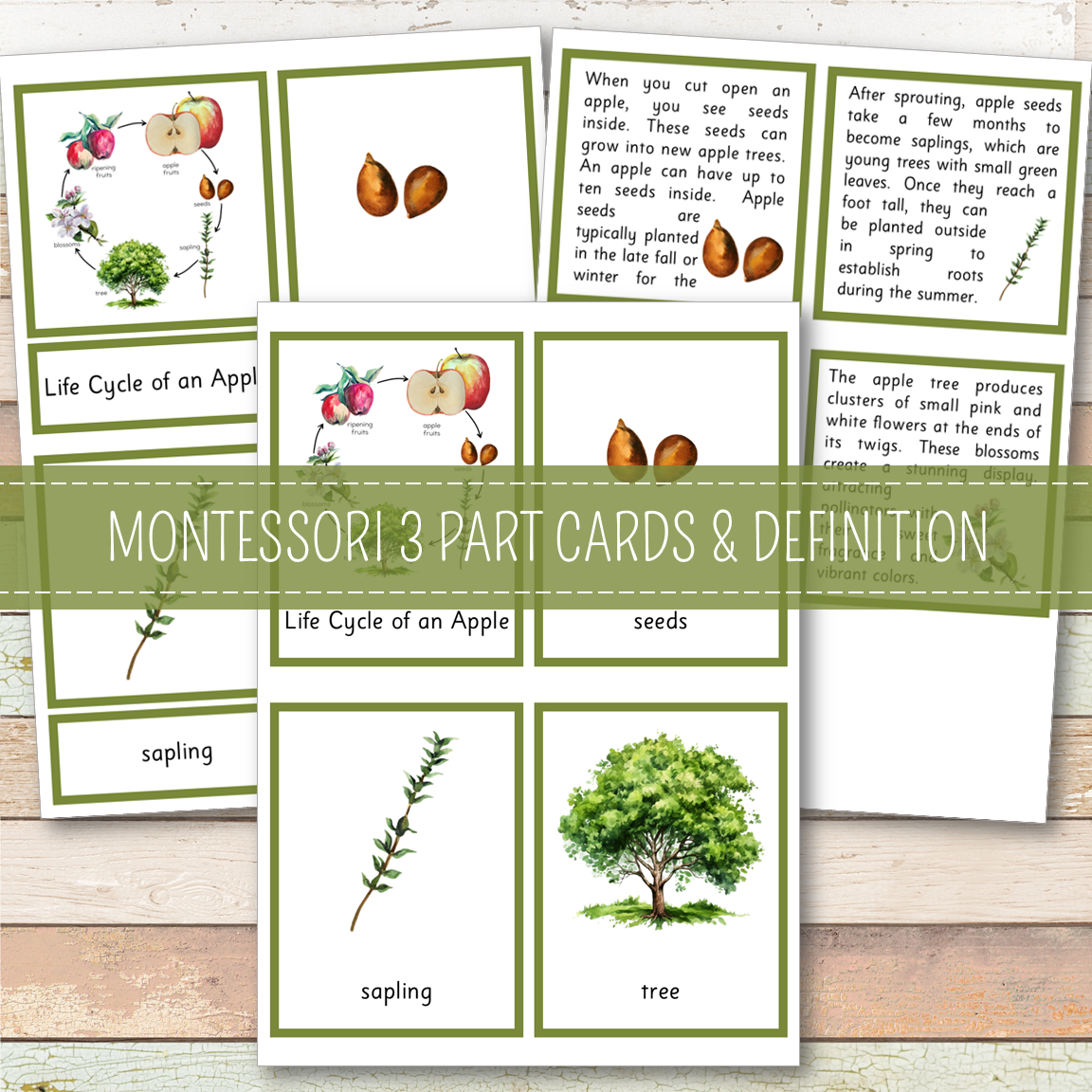 Apple Life Cycle Montessori Inspired