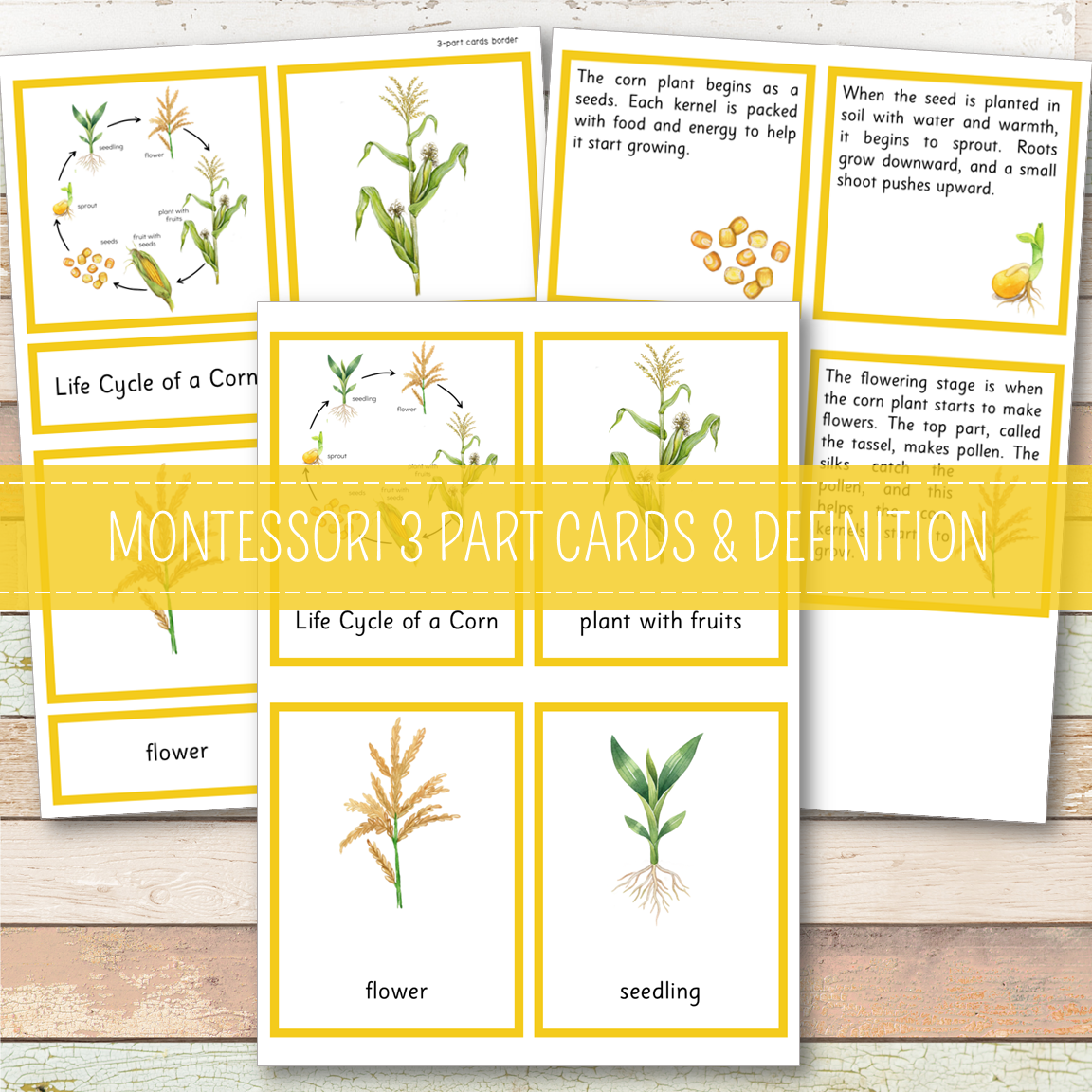 Corn Life Cycle - Montessori Inspired