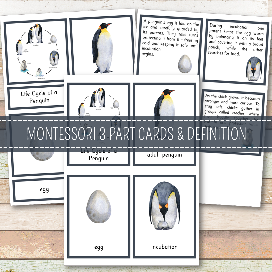 Penguin Life Cycle - Montessori Inspired