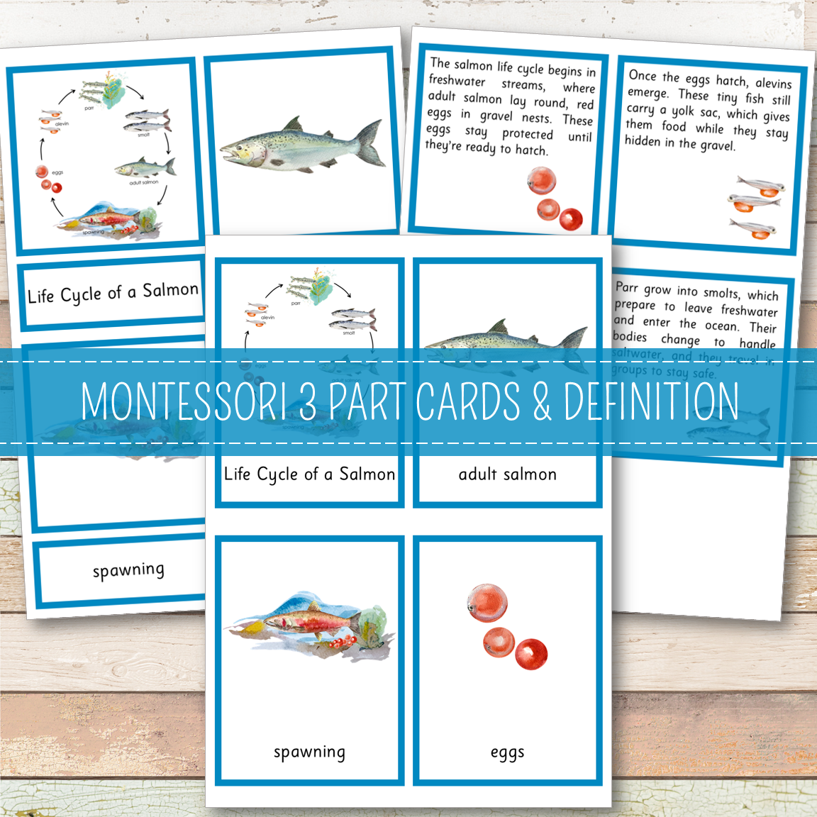 Salmon Life Cycle Activity Set