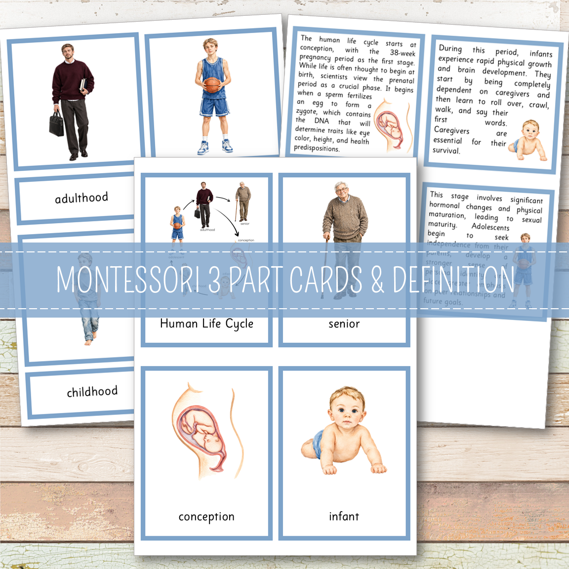 Human Male Life Cycle - Montessori Inspired
