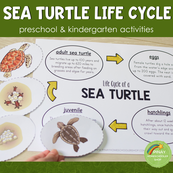 Sea Turtle Life Cycle - Preschool & Kindergarten Science Centers