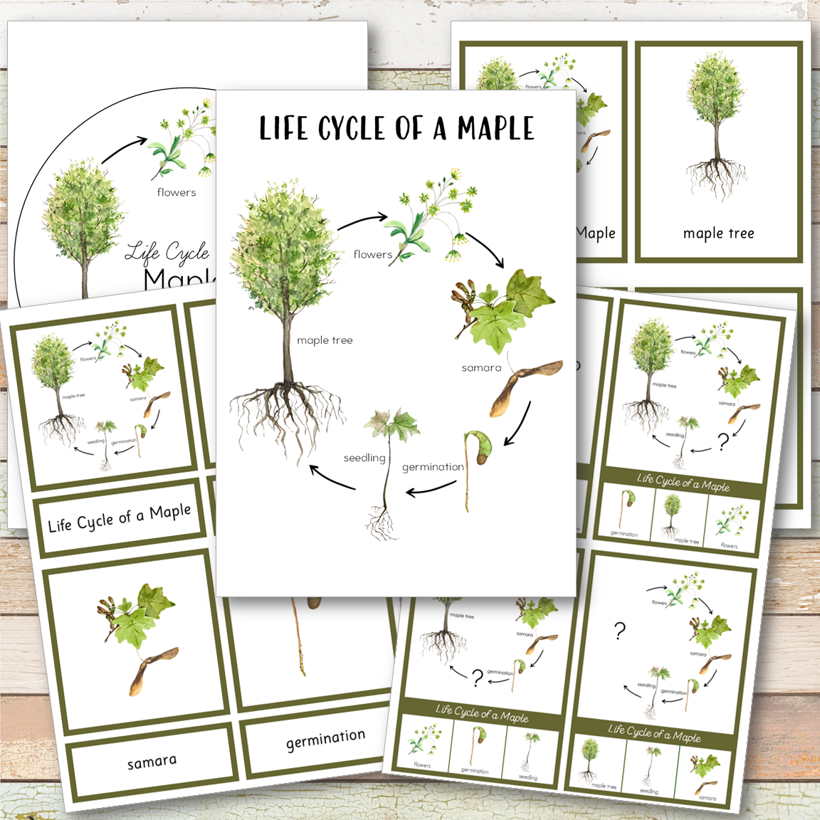 Maple Tree Life Cycle - Montessori Inspired