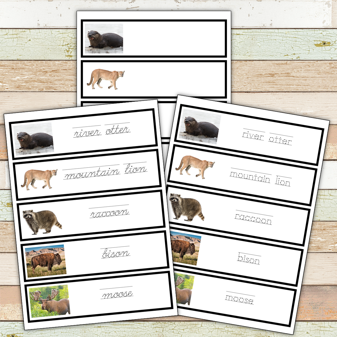 Montessori North America Toob 3 Part Cards
