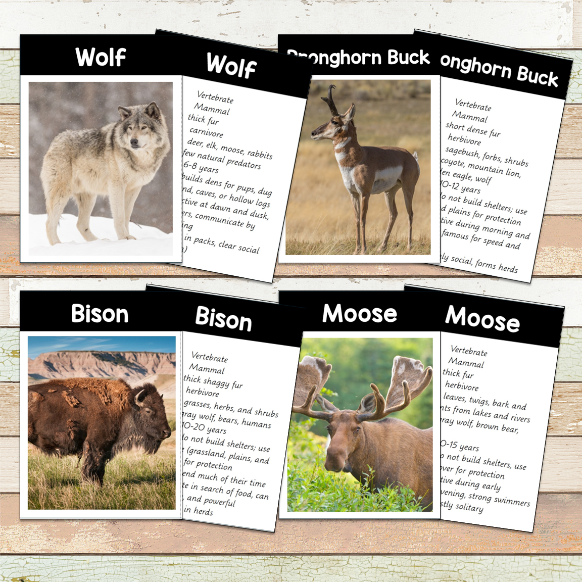 Montessori North America Toob 3 Part Cards