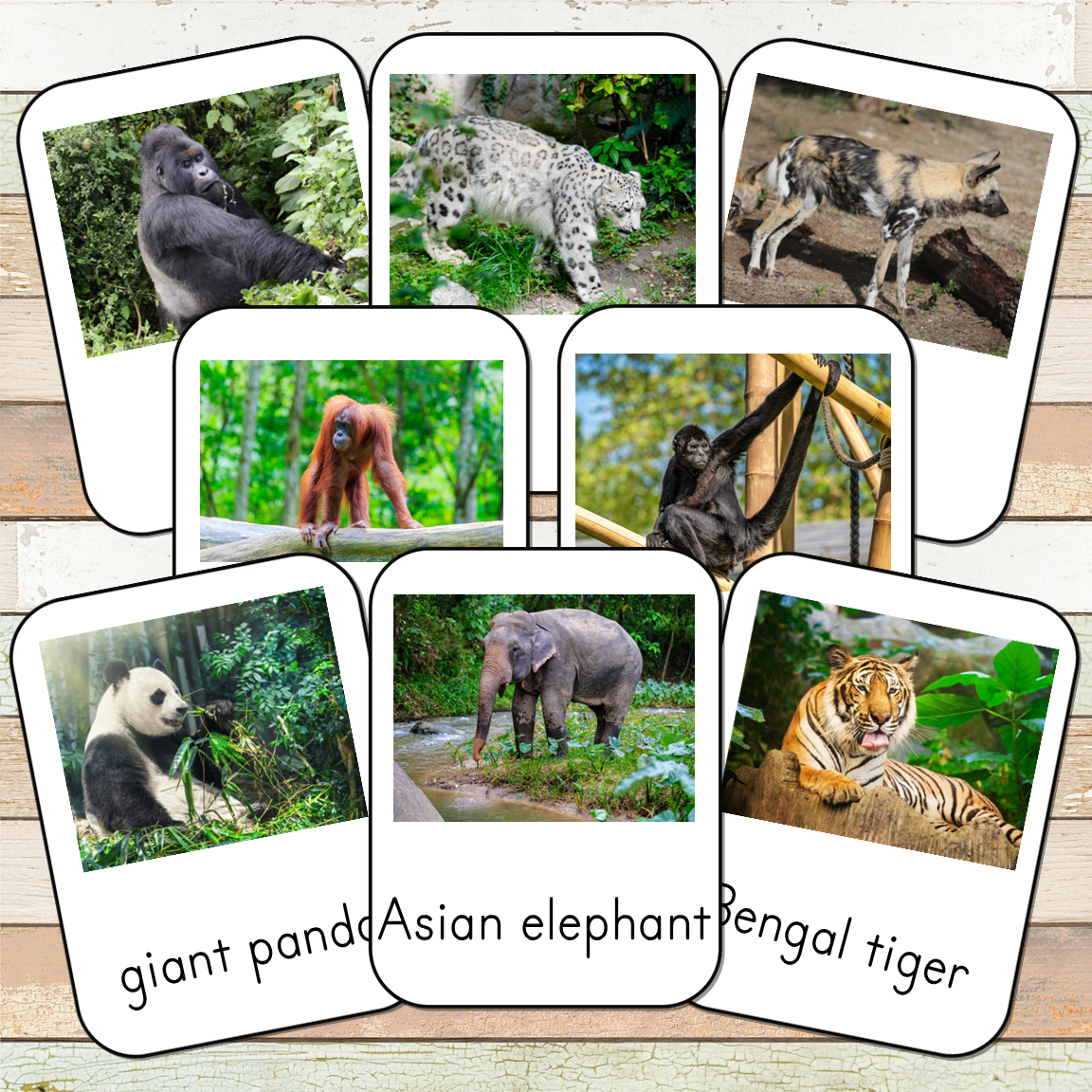 Montessori Endangered Land Species Toob 3 Part Cards [EDITABLE]