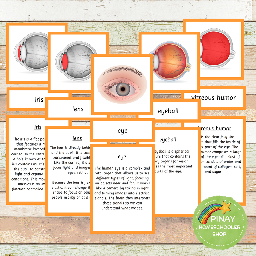 Parts of a Human Eye Montessori 3 Part Cards | 4 Part Cards – Pinay ...