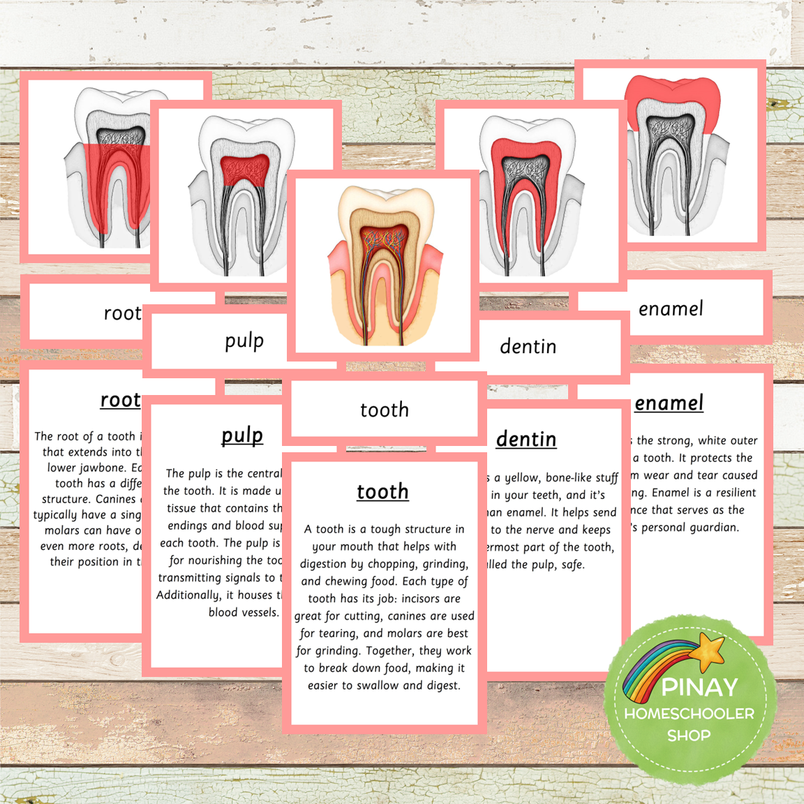 Tooth Cross Section Montessori 3 Part Cards | 4 Part Cards