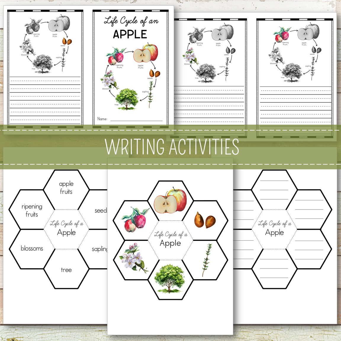 Apple Life Cycle Montessori Inspired