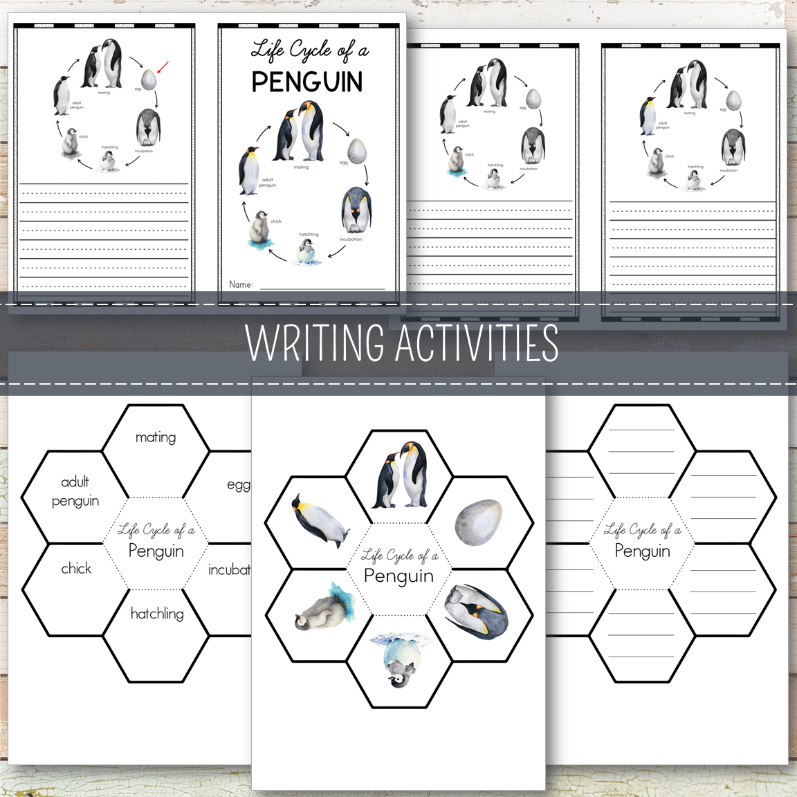 Penguin Life Cycle - Montessori Inspired