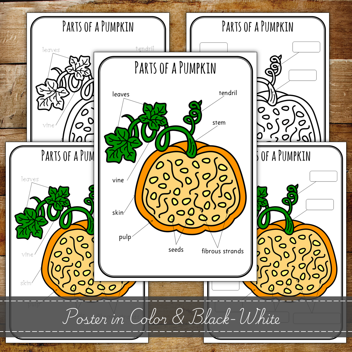 Parts of a Pumpkin - Montessori Inspired