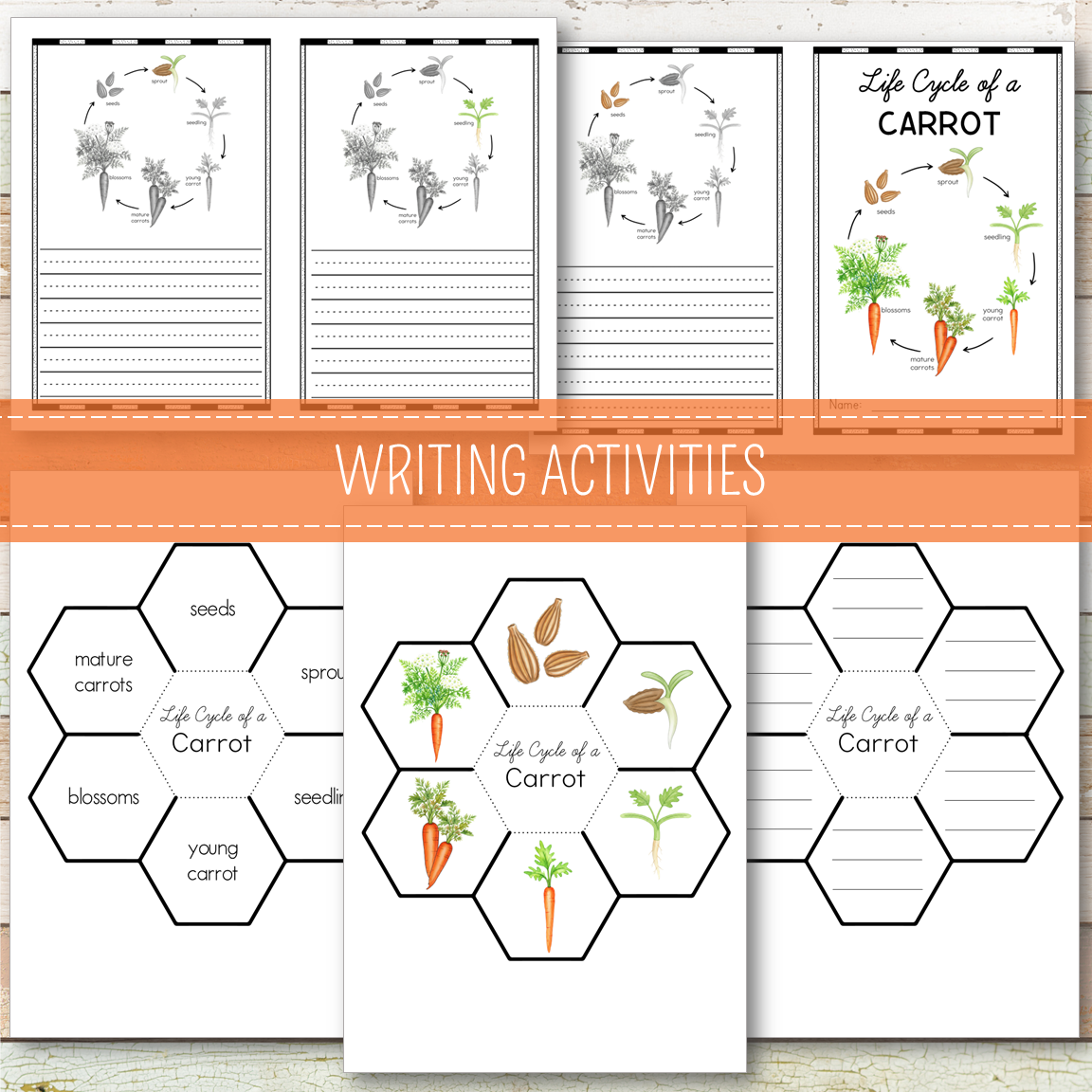 Carrot Life Cycle - Montessori Inspired