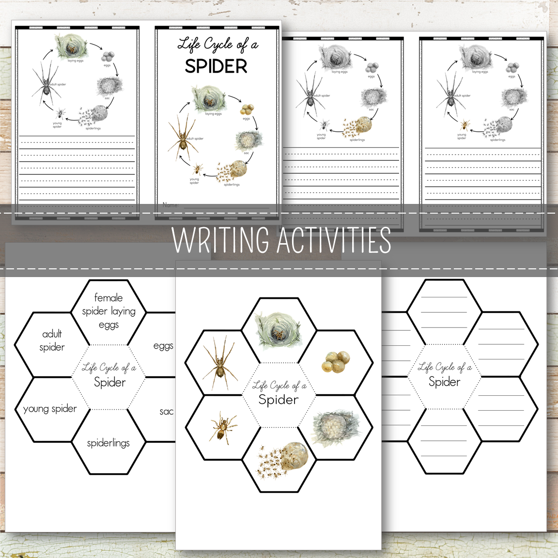 Spider Life Cycle Montessori Inspired