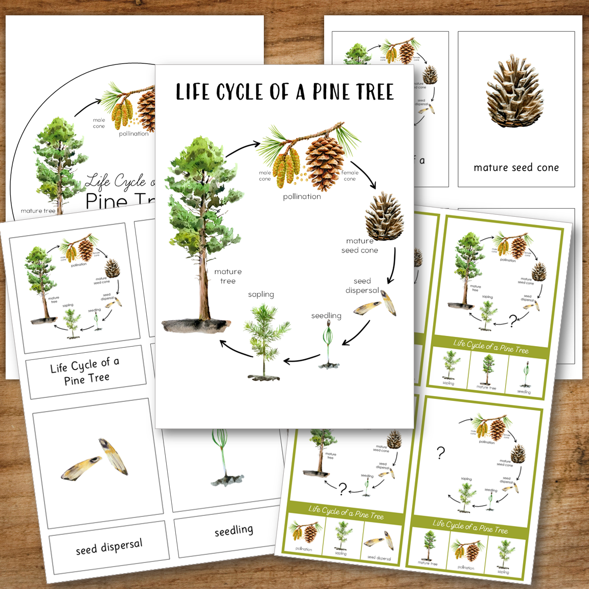 Pine Tree Life Cycle - Montessori Inspired