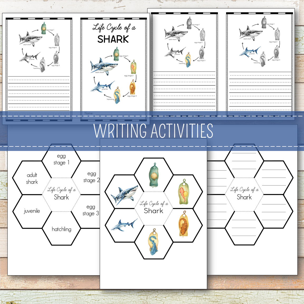 Shark Life Cycle Montessori Inspired
