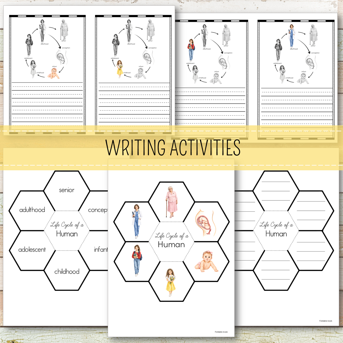 Human Female Life Cycle - Montessori Inspired
