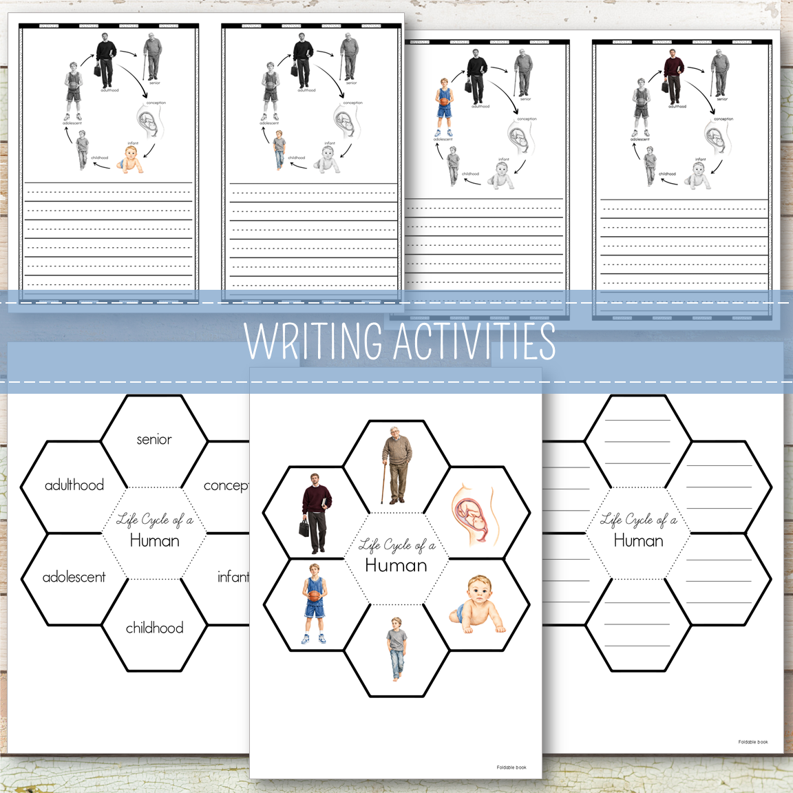 Human Male Life Cycle - Montessori Inspired