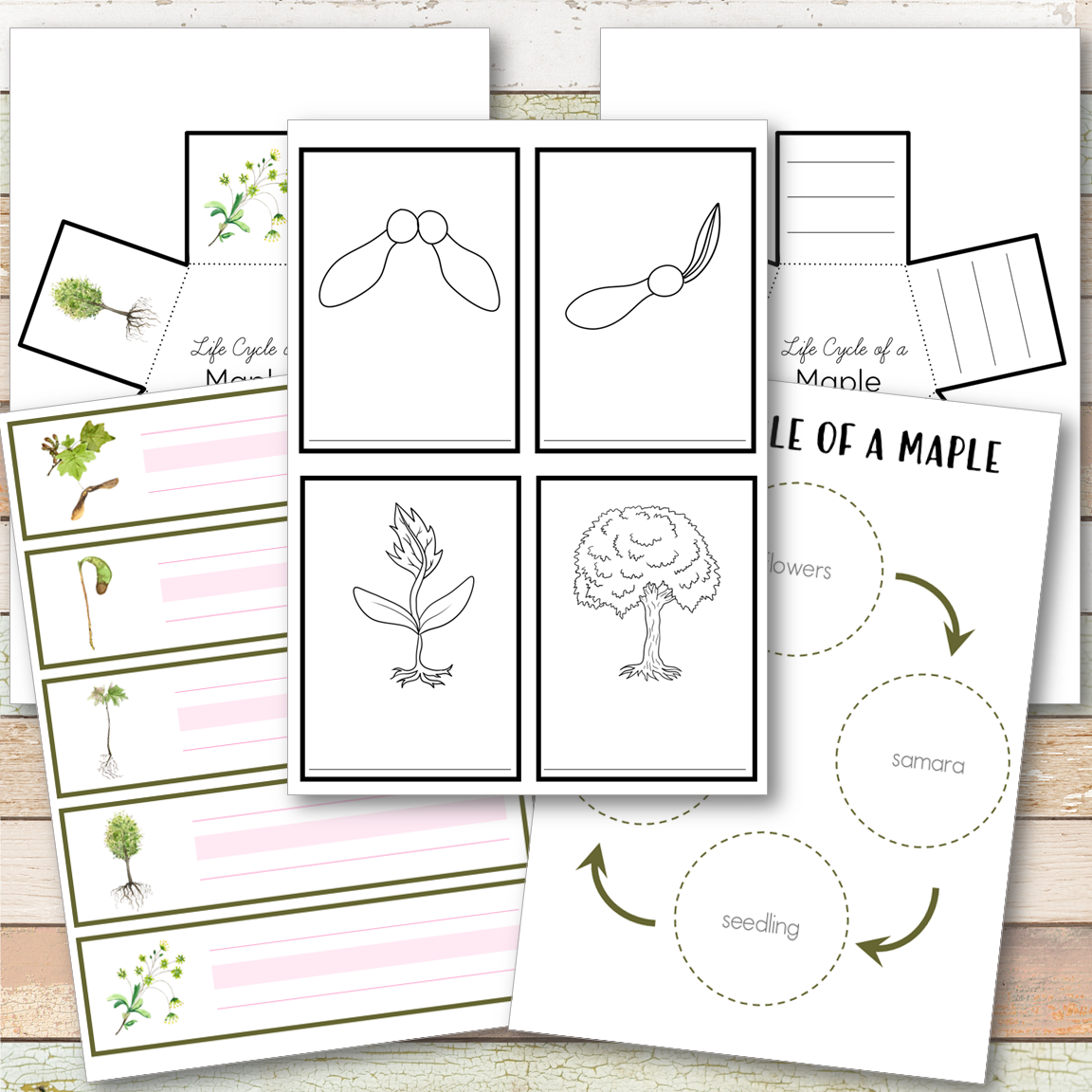 Maple Tree Life Cycle - Montessori Inspired