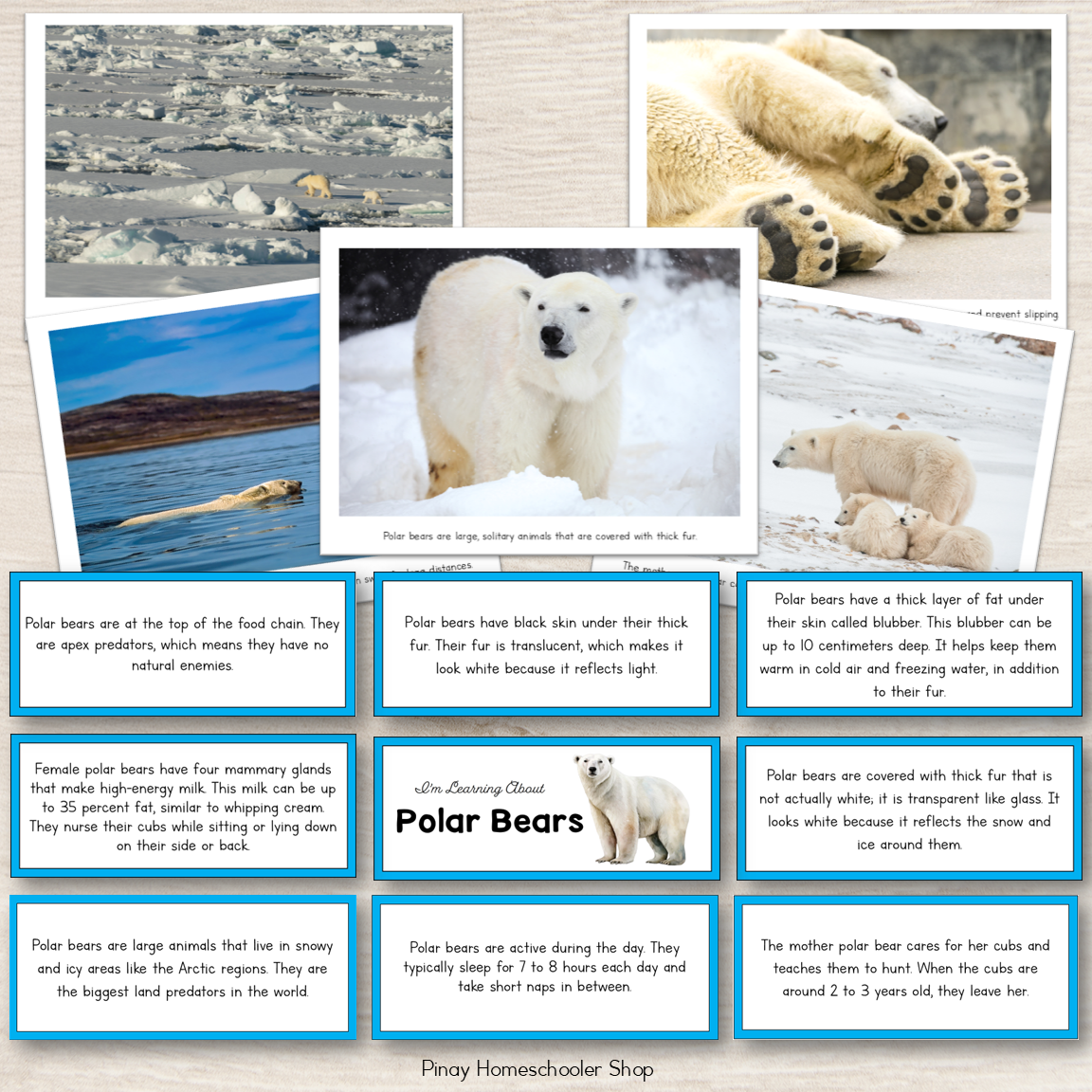 Learning About Polar Bears - Fact Cards and Photos