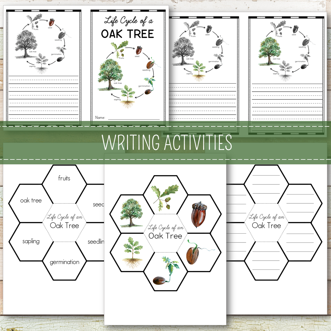Oak Tree Life Cycle Montessori Inspired