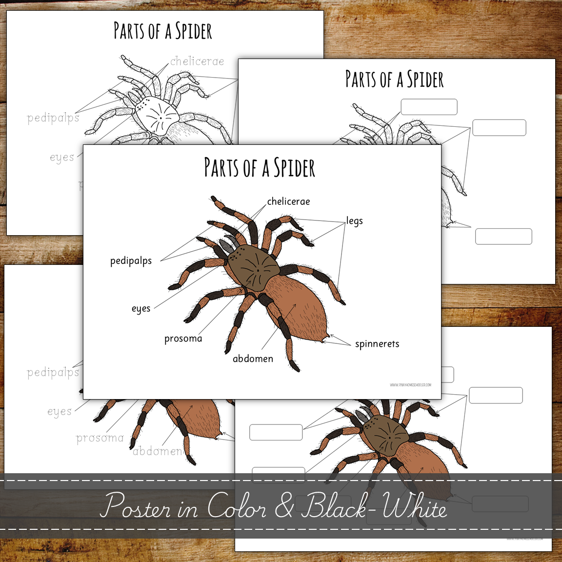 Montessori Parts of a Spider 3 Part Cards