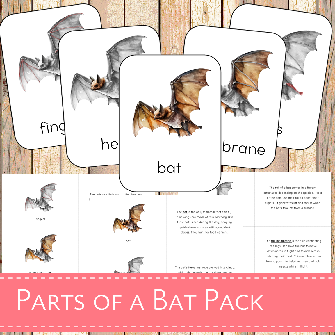 Montessori Parts of a Bat Learning Pack