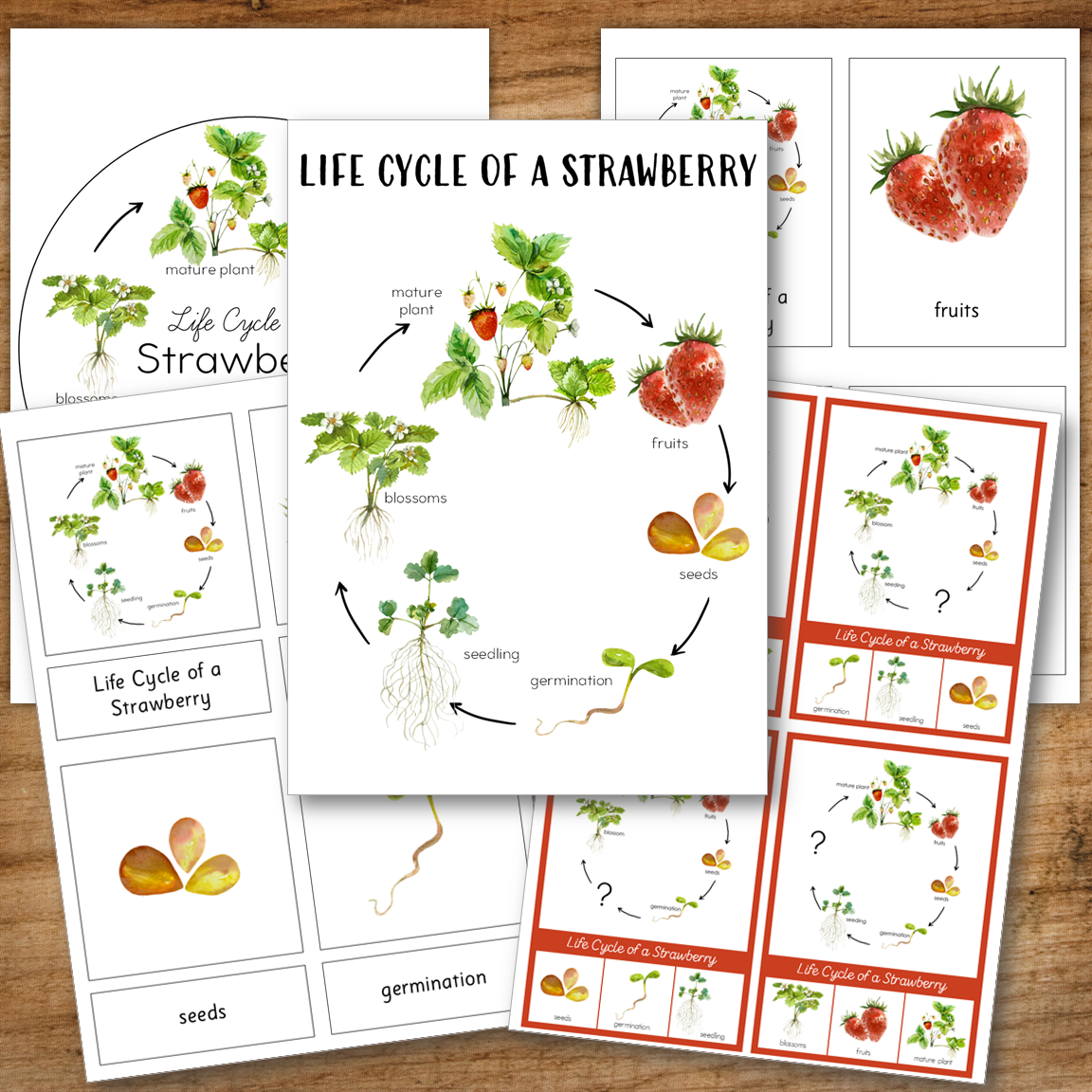 Strawberry Life Cycle - Montessori Inspired