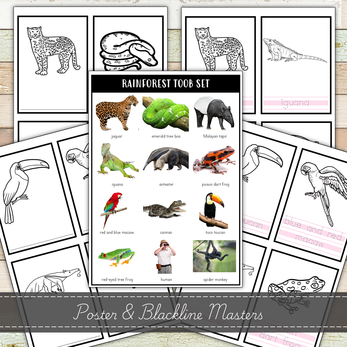 Montessori Rainforest Toob 3 Part Cards [EDITABLE]