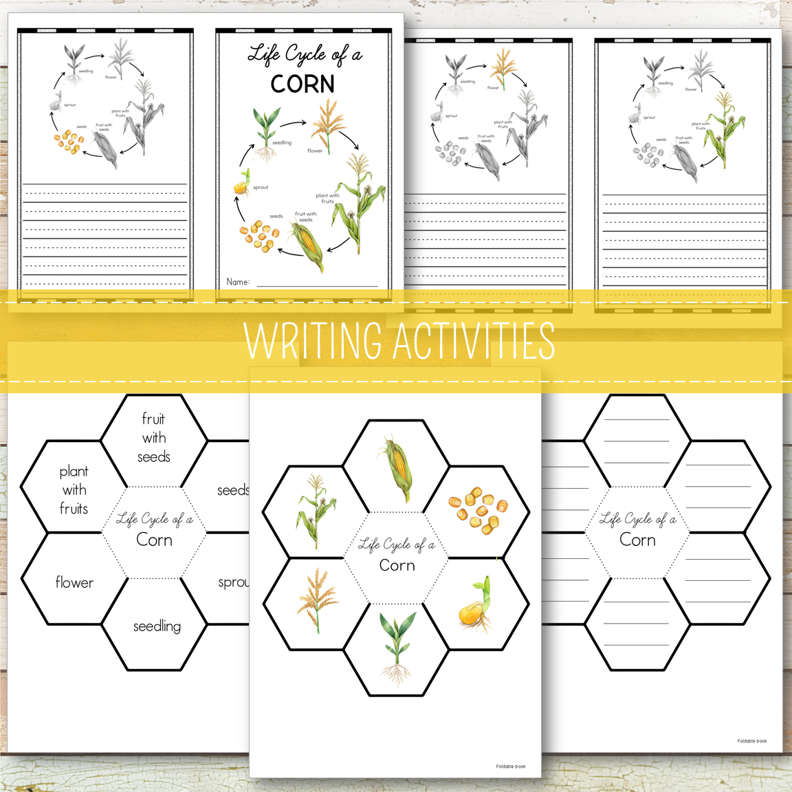 Corn Life Cycle - Montessori Inspired
