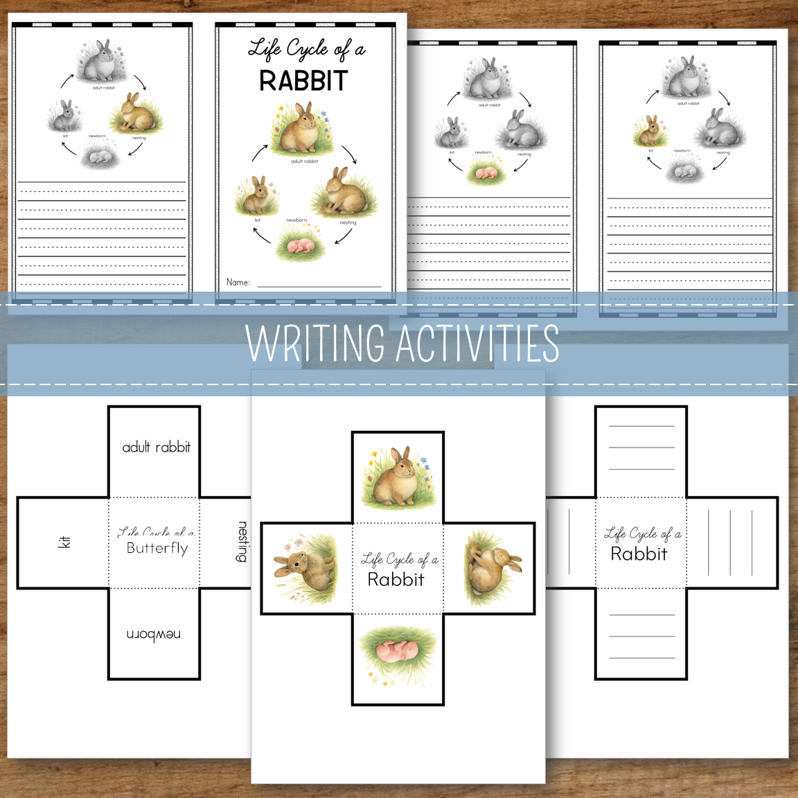 Rabbit Life Cycle Activity Set
