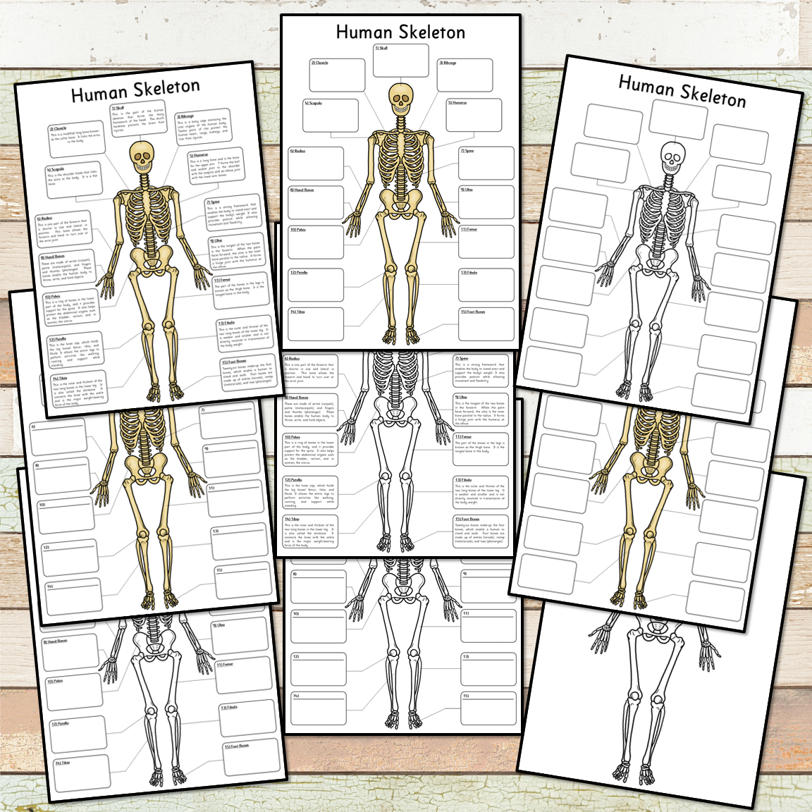 Human Skeleton Big Foldable Activity Posters