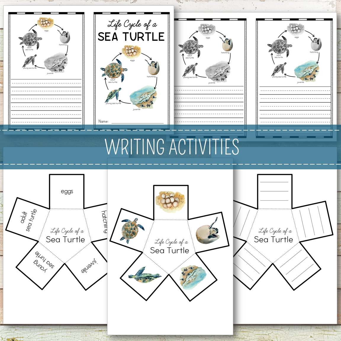 Sea Turtle Life Cycle Montessori Inspired