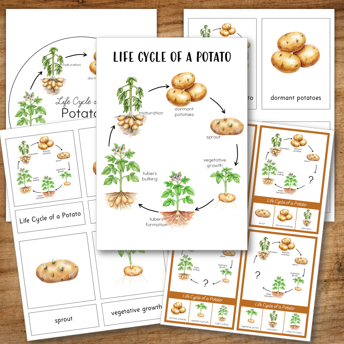 Potato Life Cycle - Montessori Inspired