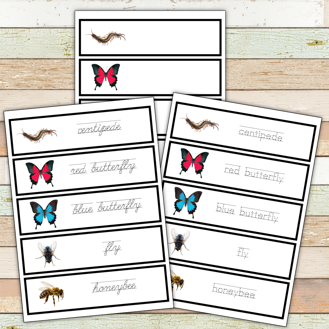 Montessori Insect 3 Part Cards [EDITABLE]