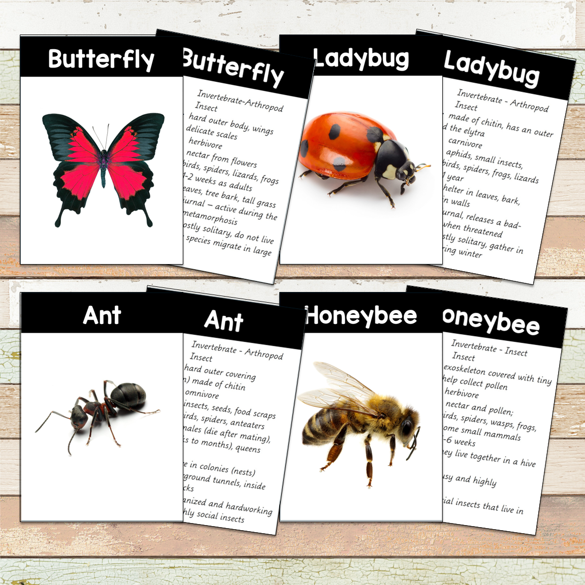 Montessori Insect 3 Part Cards [EDITABLE]
