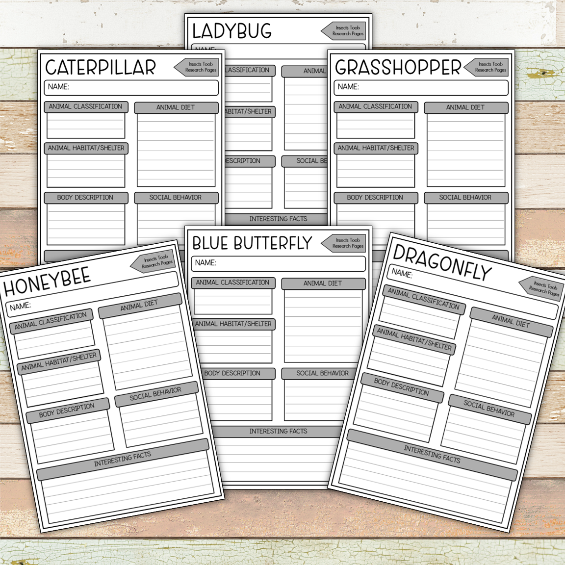 Montessori Insect 3 Part Cards [EDITABLE]