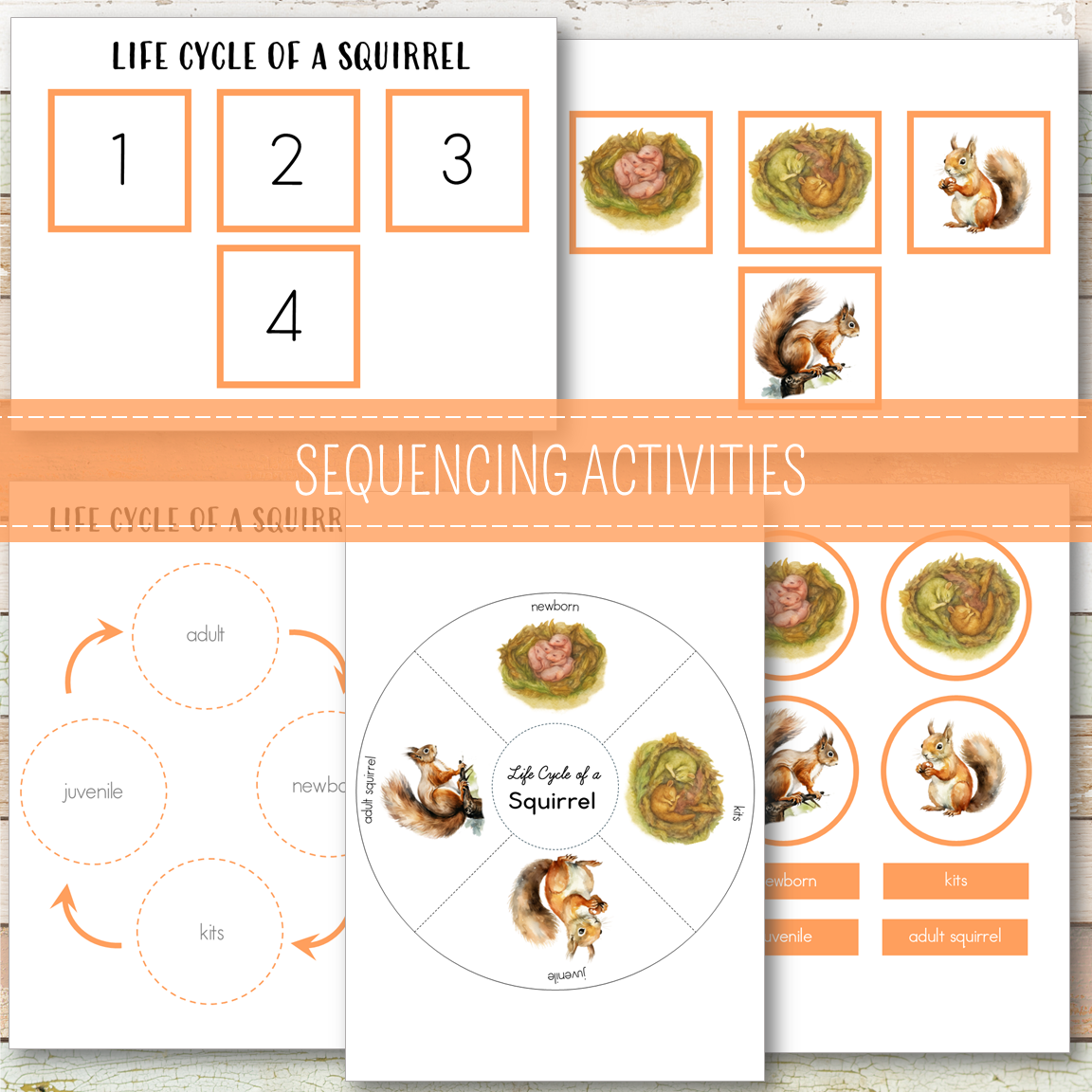 Squirrel Life Cycle Montessori Inspired