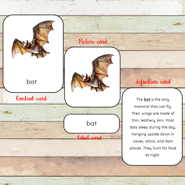 Montessori Parts of a Bat Learning Pack