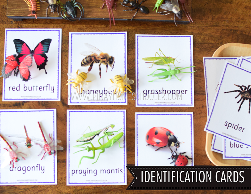 Safari Toob Insect Preschool Kindergarten Learning Pack