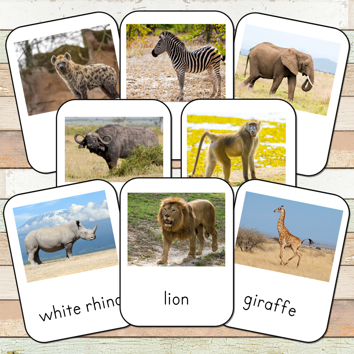 Montessori South Africa Toob 3 Part Cards [EDITABLE]