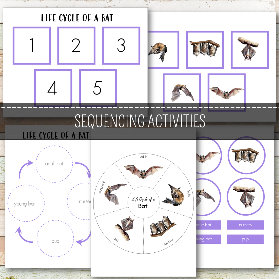 Bat Life Cycle Montessori Inspired