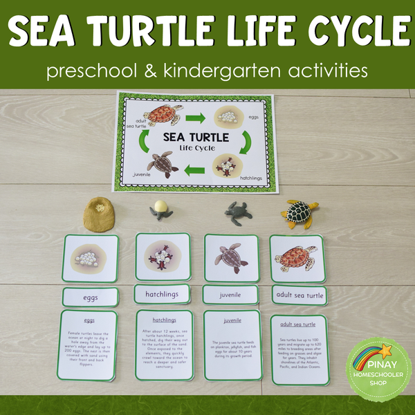 Sea Turtle Life Cycle - Preschool & Kindergarten Science Centers