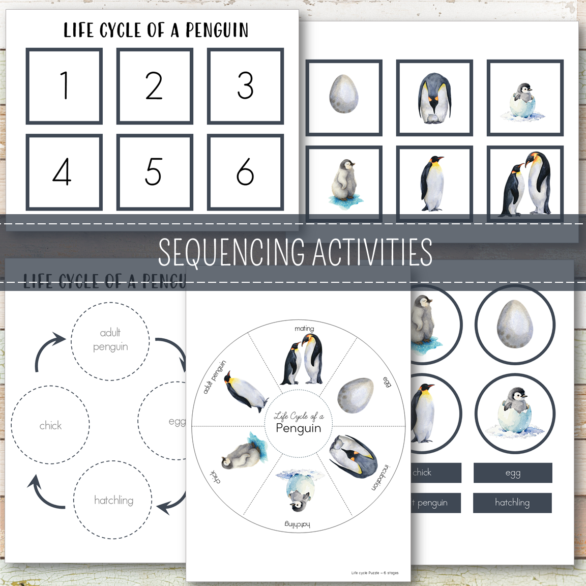Penguin Life Cycle - Montessori Inspired