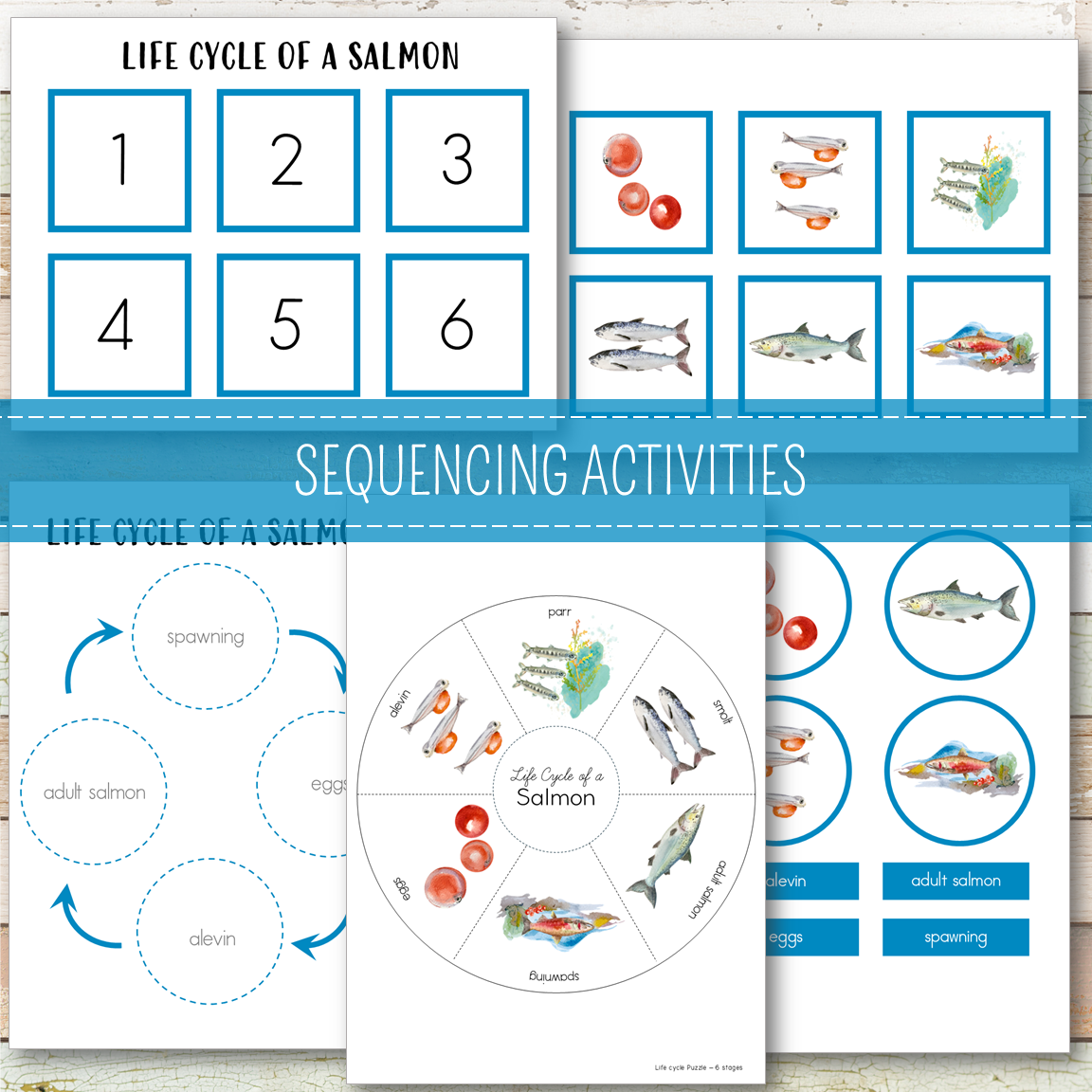 Salmon Life Cycle Activity Set