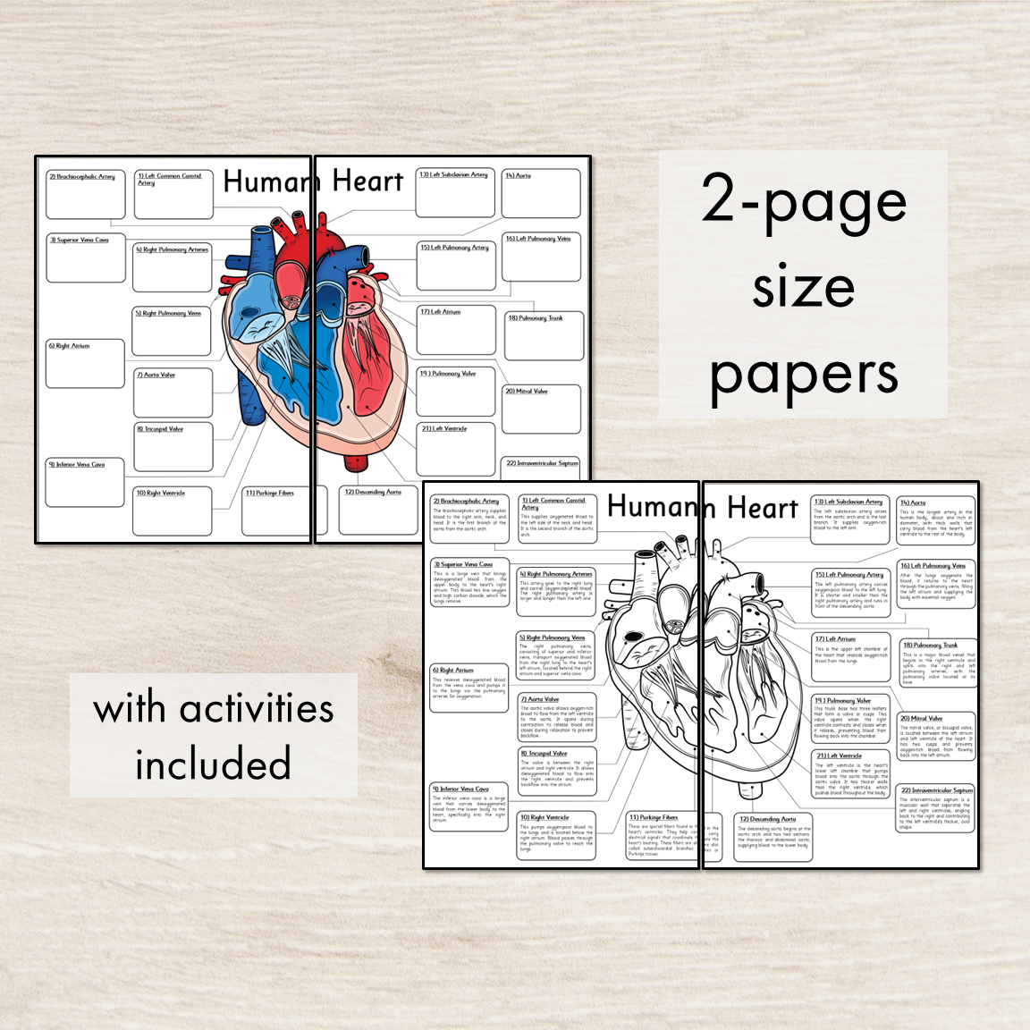 Human Heart Diagram - Big Foldable Activities