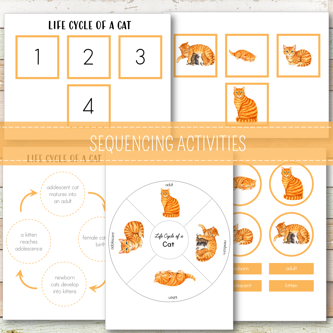 Cat Life Cycle - Montessori Inspired