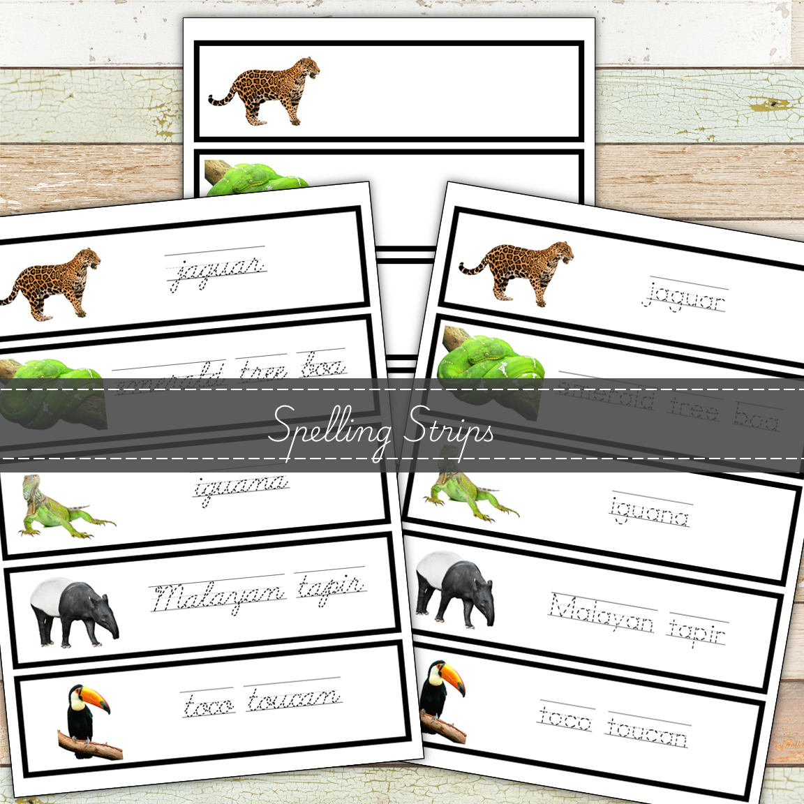 Montessori Rainforest Toob 3 Part Cards [EDITABLE]
